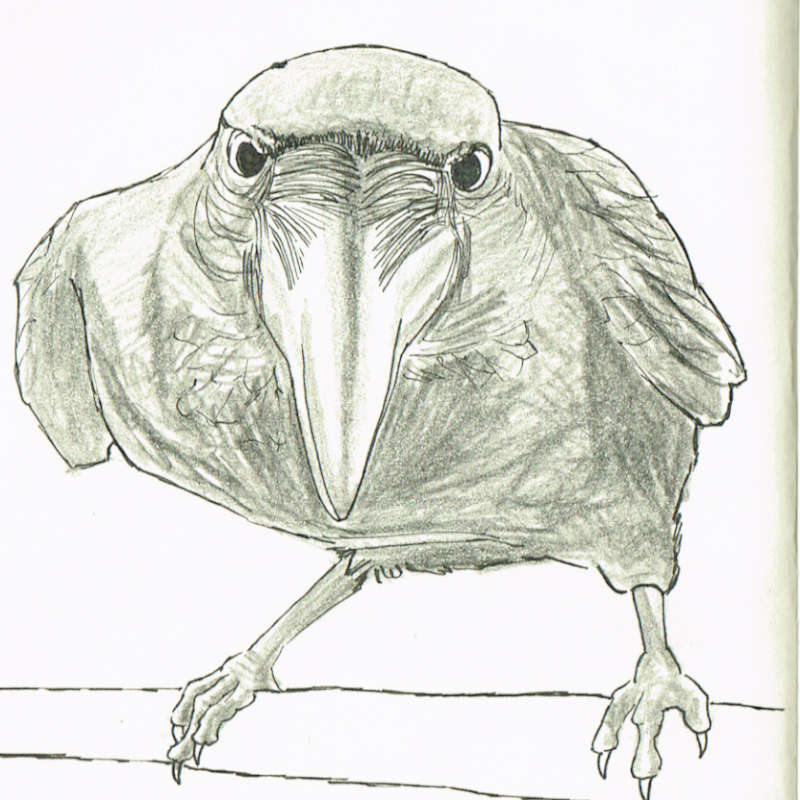 Drawing crow close