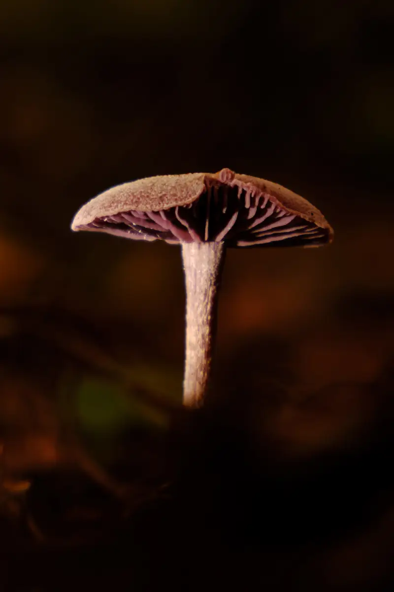 Mushroom light dark